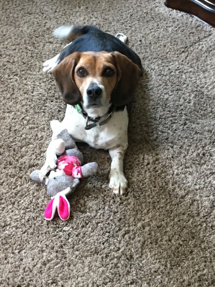 beagle, beagle puppy, dog, beagle love, dog love